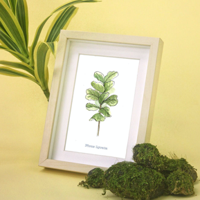 Ficus Lyrata in frame
