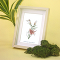Oriental Lily  'Tiber' in frame