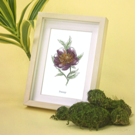 Peony in frame