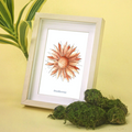 Sunflower in frame
